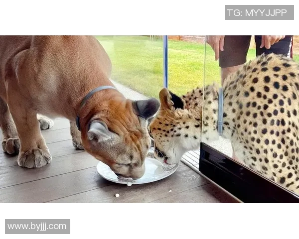 美洲狮与老虎大学的精彩对决探秘猎豹之王的校园传奇